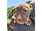 Adopt Challah a Tan/Yellow/Fawn Mixed Breed (Medium) / Mixed dog in Fernandina