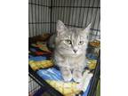 Adopt Courage a Gray or Blue Domestic Shorthair / Mixed Breed (Medium) / Mixed