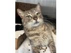 Adopt Fifi a Gray or Blue Domestic Shorthair / Domestic Shorthair / Mixed cat in