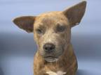 Adopt Aspen a Brindle Mixed Breed (Small) / Mixed dog in Georgetown