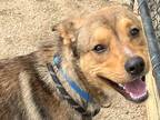 Adopt Channing a Brown/Chocolate Mixed Breed (Large) / Mixed dog in Georgetown