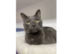 Adopt Caesar a Gray or Blue Domestic Shorthair / Domestic Shorthair / Mixed cat