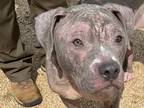 Adopt Zeus a Gray/Blue/Silver/Salt & Pepper Mixed Breed (Large) / Mixed dog in