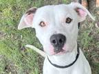 Adopt Merritt a White Mixed Breed (Large) / Mixed dog in Georgetown