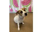 Adopt Flo* a White Mixed Breed (Medium) / Mixed dog in Anderson, SC (41422830)