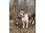 Adopt Gravity a Gray/Silver/Salt & Pepper - with White Pit Bull Terrier / Mixed