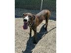 Adopt Roxy a Brindle - with White Doberman Pinscher / Dogo Argentino / Mixed dog