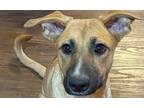 Adopt Cocoa a Tan/Yellow/Fawn - with Black Black Mouth Cur dog in Dallas