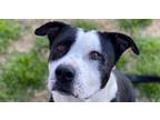 Adopt Toby (CP) a Black - with White Pit Bull Terrier dog in Dallas