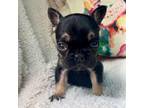 French Bulldog Puppy for sale in Erwin, NC, USA