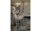 Adopt Pepsi a White Domestic Shorthair / Domestic Shorthair / Mixed cat in