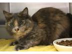 Adopt Stray 212-Presley a Gray or Blue Domestic Mediumhair / Domestic Shorthair