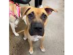 Adopt Cash a Rottweiler / Mixed Breed (Medium) dog in Whitestone, NY (41185788)
