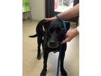 Adopt WHIRLA a Black Labrador Retriever / Mixed Breed (Medium) / Mixed (short