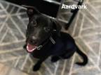 Adopt Aardvark a Black Retriever (Unknown Type) / Mixed dog in Fort Worth