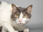 Adopt Elmo a White Domestic Shorthair / Domestic Shorthair / Mixed cat in