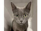 Adopt Esme a Gray or Blue Domestic Mediumhair / Domestic Shorthair / Mixed cat