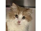 Adopt Calvin a Orange or Red Domestic Longhair / Domestic Shorthair / Mixed cat