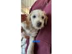 Adopt BERT a Tan/Yellow/Fawn Norfolk Terrier / Wheaten Terrier / Mixed dog in