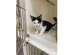 Adopt 55835903 a White Domestic Shorthair / Domestic Shorthair / Mixed cat in