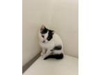 Adopt 55747924 a White Domestic Shorthair / Domestic Shorthair / Mixed cat in