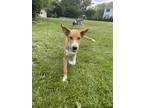 Adopt Preakness Stakes a Labrador Retriever dog in Merrifield, VA (41419097)