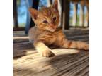 Adopt Mario a Orange or Red Domestic Shorthair / Domestic Shorthair / Mixed cat