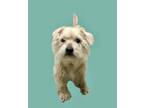 Adopt Gamzee a Tan/Yellow/Fawn Schnauzer (Miniature) / Mixed dog in Gray