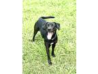 Adopt Bagheera (Luna) a Black Labrador Retriever / Mixed Breed (Medium) / Mixed