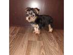 Yorkshire Terrier Puppy for sale in Lapeer, MI, USA