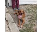 Adopt Stanley a Brindle Vizsla / Pointer / Mixed (short coat) dog in Valdosta