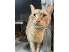 Adopt Simba Love a Orange or Red Domestic Shorthair / Domestic Shorthair / Mixed