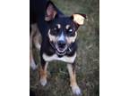 Adopt Macy a Black Australian Kelpie / Mixed dog in The Colony, TX (35934656)