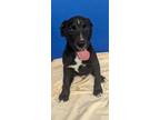Adopt Puddin a Black Labrador Retriever / Mixed Breed (Medium) / Mixed (short