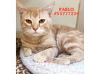 Adopt Pablo - Stray a Gray or Blue (Mostly) Domestic Shorthair / Mixed Breed
