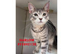 Adopt Harlow - Stray a Gray or Blue Domestic Shorthair / Mixed Breed (Medium) /