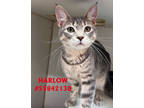 Adopt Stray a Gray or Blue Domestic Shorthair / Domestic Shorthair / Mixed cat