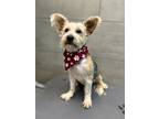 Adopt Romeo a Tan/Yellow/Fawn Terrier (Unknown Type, Small) / Mixed dog in