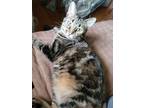 Adopt Pedal a Tortoiseshell Domestic Shorthair (short coat) cat in Crown Point