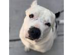 Adopt Burger a White - with Black American Staffordshire Terrier / Mixed Breed