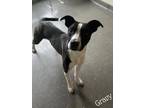 Adopt Gravy a Black Labrador Retriever / Mixed dog in Valparaiso, IN (40938527)