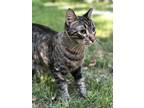 Adopt Isaac a Gray or Blue American Shorthair / Mixed (short coat) cat in