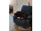 Adopt JJ a Black Labradoodle / Mixed dog in Hogansville, GA (41422761)