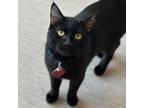 Adopt Dusty a All Black Domestic Shorthair / Mixed cat in Port Washington