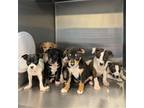 Adopt 3 Puppies a Tricolor (Tan/Brown & Black & White) Terrier (Unknown Type