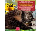 Adopt SR JOBI a Brown Tabby Domestic Shorthair / Mixed (short coat) cat in