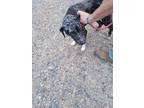 Adopt Newman a Merle Catahoula Leopard Dog / Mixed dog in Cumberland