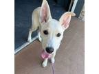 Adopt Lyric a White Shepherd (Unknown Type) / Labrador Retriever dog in Fern