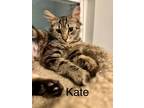 Adopt Kate a Brown Tabby Maine Coon (long coat) cat in Fern Park, FL (41422916)