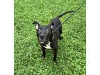 Adopt Jar Jar Binks a Black American Pit Bull Terrier / Mixed dog in Knoxville